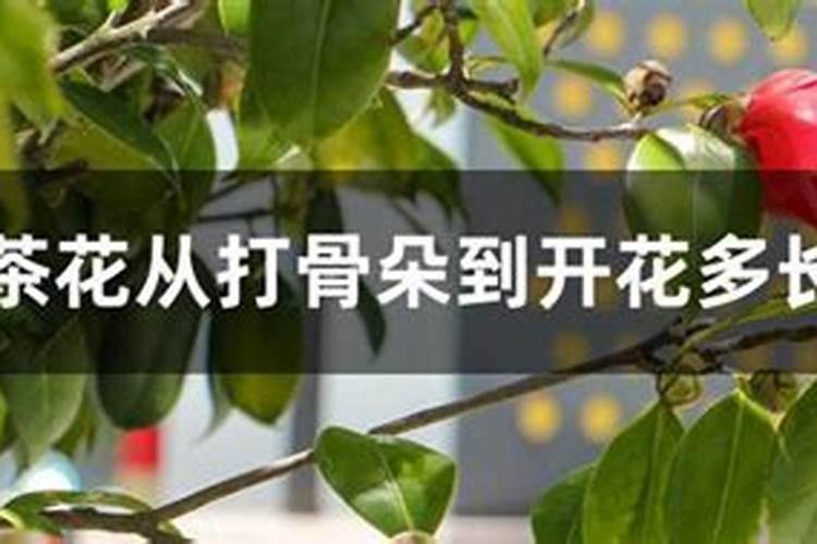 茶花刚开花就掉了是什么原因