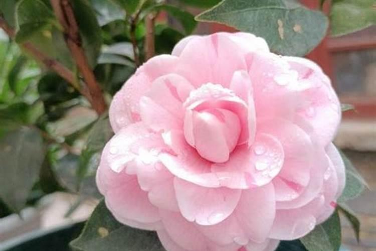 茶花为什么开一半就掉