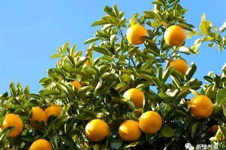 柑橘采收前的水肥管理 柑橘养殖技巧