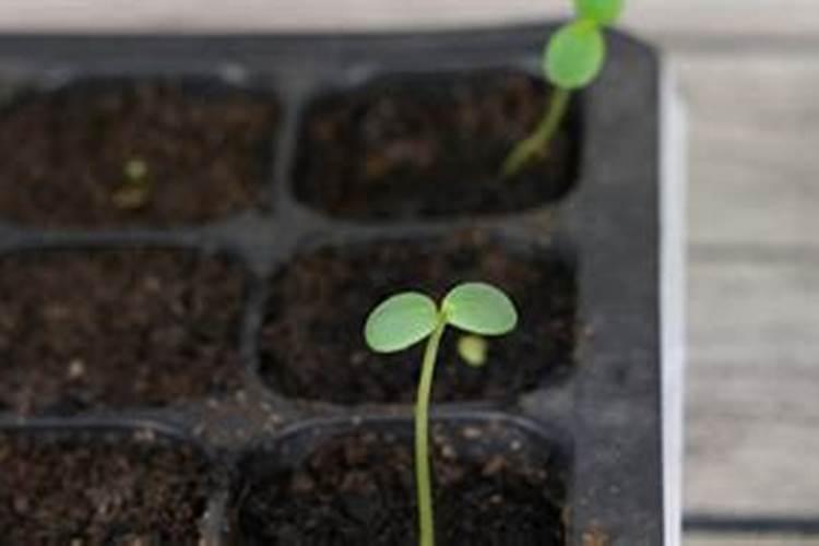 种子发芽后徒长怎么补救