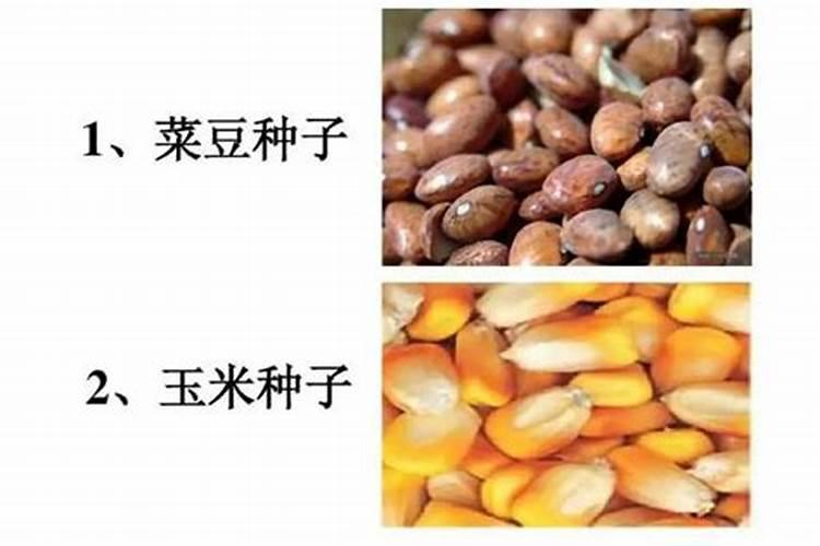 玉米种子和菜豆种子萌发的环境条件