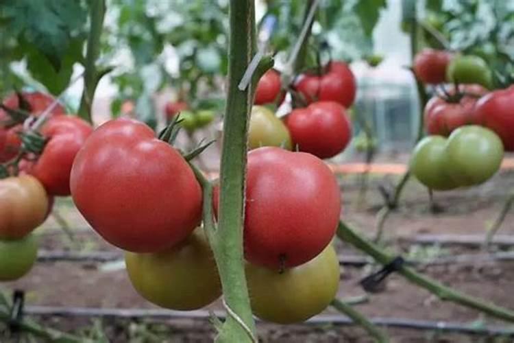 这些作物怎么使用鱼蛋白肥？千万别施错了!