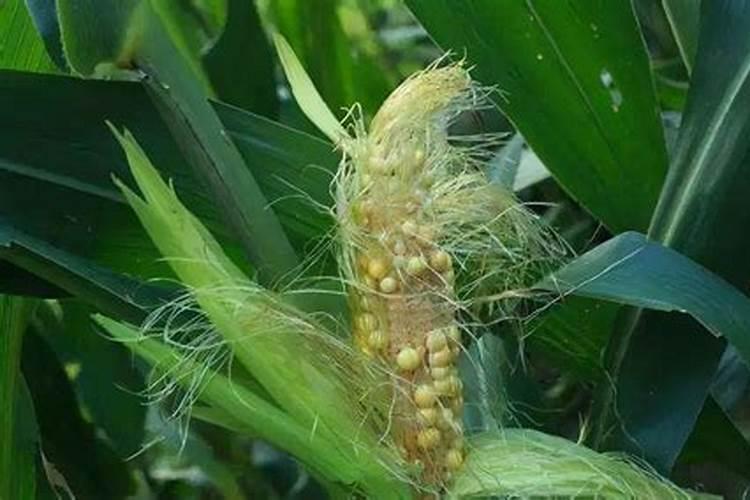 玉米一般缺硼肥吗怎么办呀？