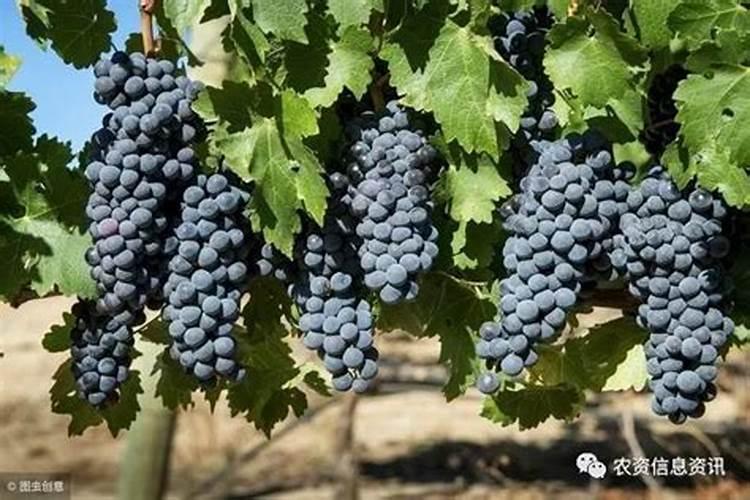硝酸钾、硫酸钾效果是什么？它们的使用方法是什么？