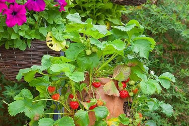 盆栽草莓怎么施肥 盆栽草莓如何施肥