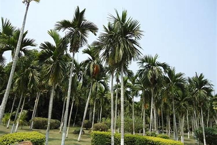 槟榔树几月份放磷钾肥好些？