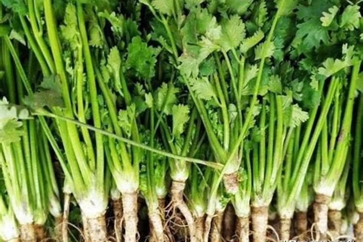 香菜怎么施肥,香菜施肥的方法