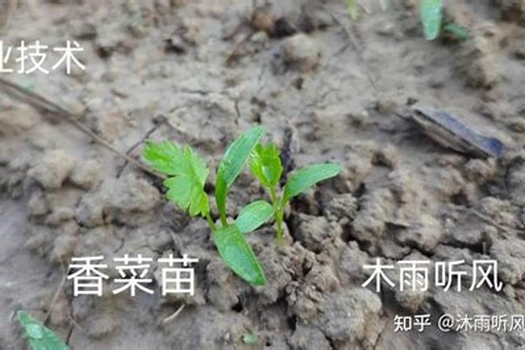 香菜种子多久施肥