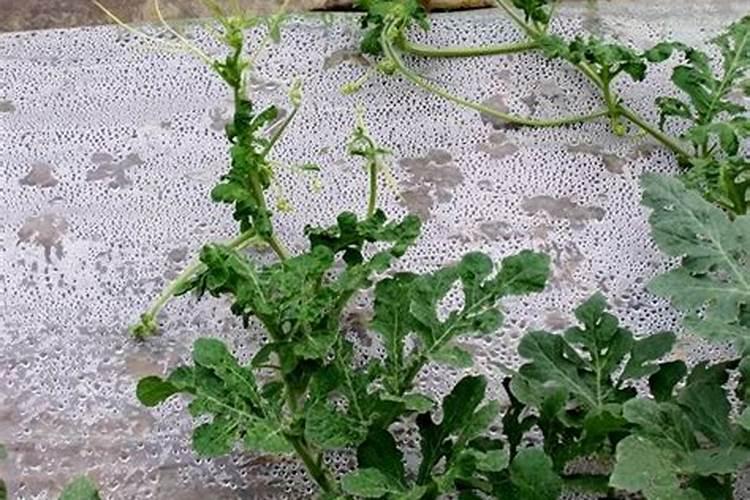 大棚西瓜打钙硼镁加磷酸二氢钾三十克对西瓜有什么好处？