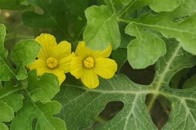 西瓜花为什么又合起来了？