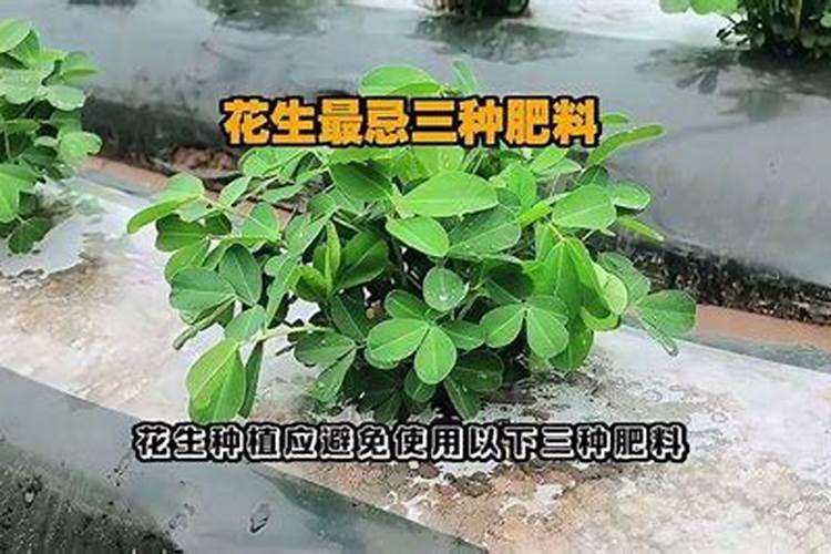 茶树最忌三种肥料