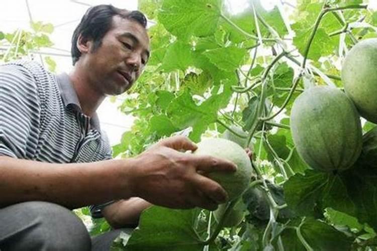 哈密瓜授粉后第几天可以喷叶面肥