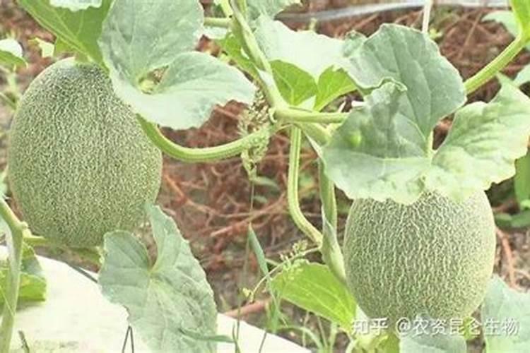 哈密瓜膨果期怎样施肥