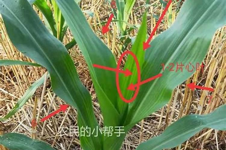 玉米几叶控旺最好