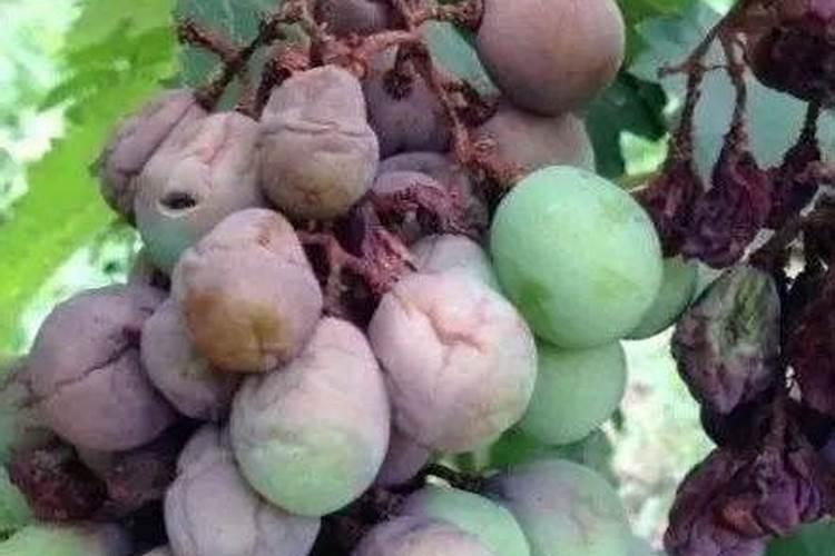 葡萄后期出现软果现象了,该采取何种补救方式？