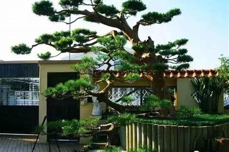 东北庭院适合栽什么树？