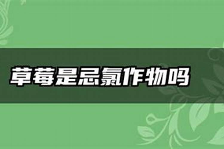 草莓是忌氯作物吗