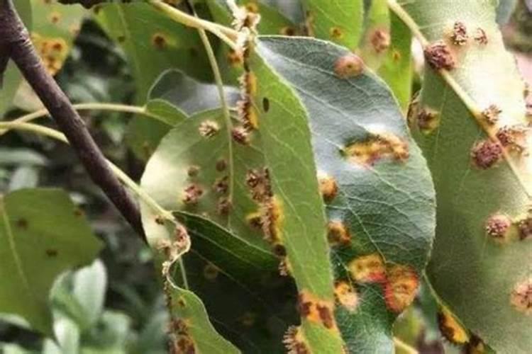 克菌丹能和钙叶面肥混用吗