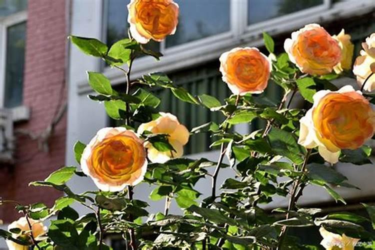 月季花怎么施磷钾肥好看又好养？