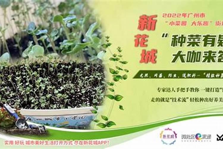 菜苗蔫了最快恢复方法