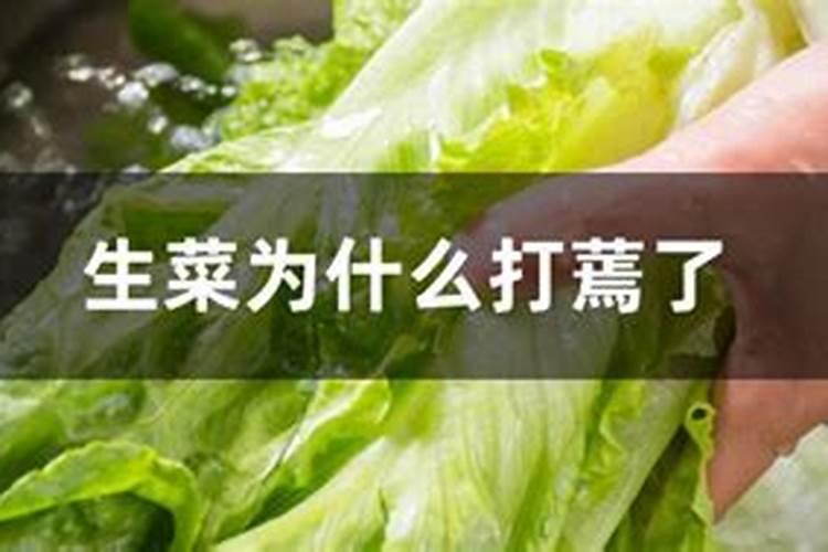 生菜为什么打蔫了