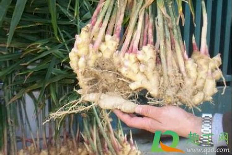 回收生姜要注意什么种生姜如何整地施肥