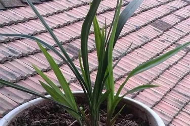 西兰花是缺肥还是缺水？