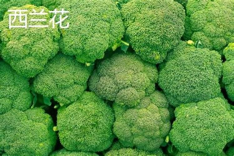 七月份适合种什么农作物