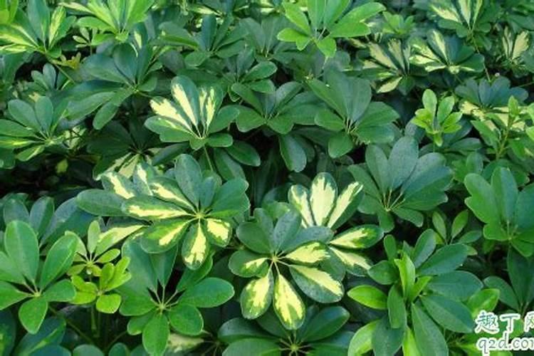 七叶莲好养活吗 七叶莲怎么样才能长得旺盛