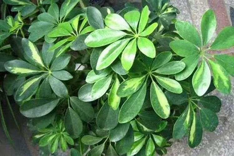 七叶莲的养殖方法和注意事项