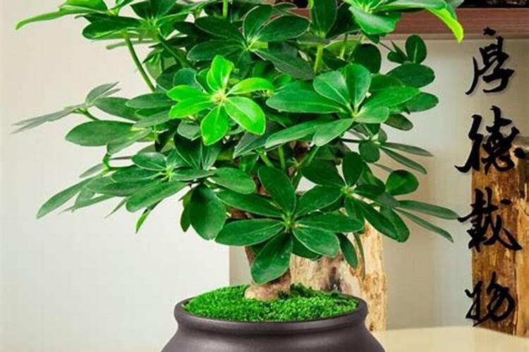 如何养好七叶莲盆栽？