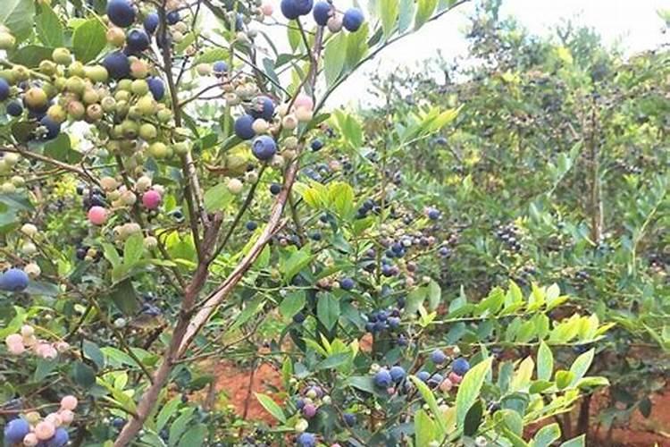 蓝莓树能打赤霉酸吗？