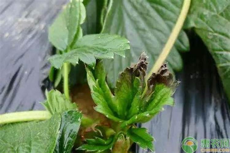 草莓缺钙怎么办