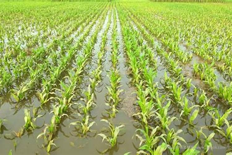 玉米水机溶液下雨几个小时有效？