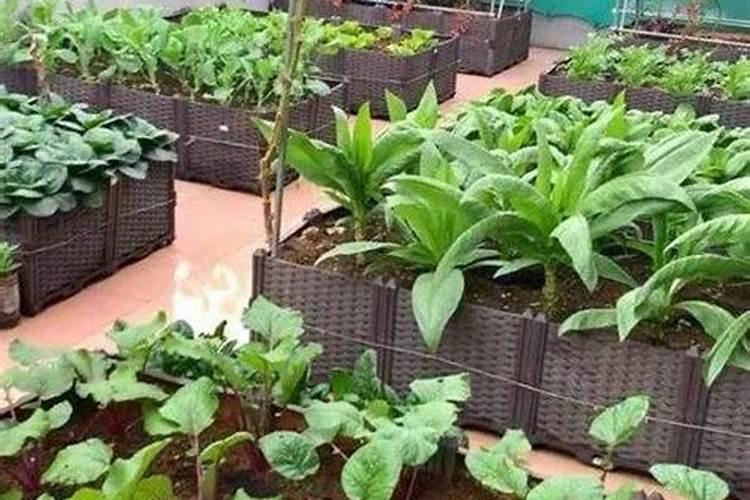 种菜一般菜叶喷什么莱才长得好