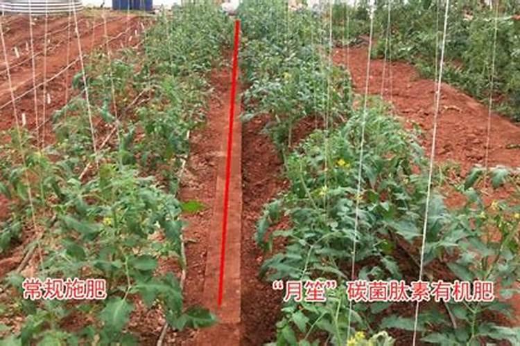 硝基肥与普通肥有什么不同？