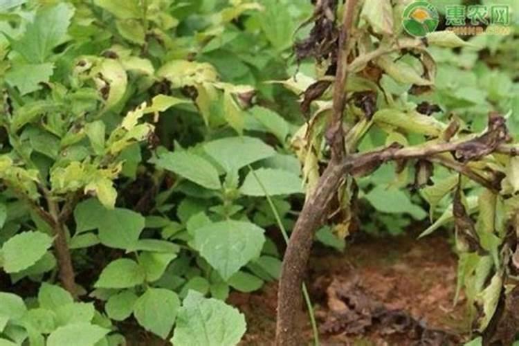 怎样预防魔芋病害的发生