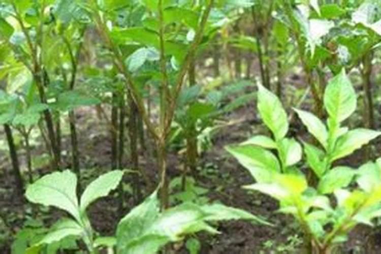 磨芋栽培技术和方法