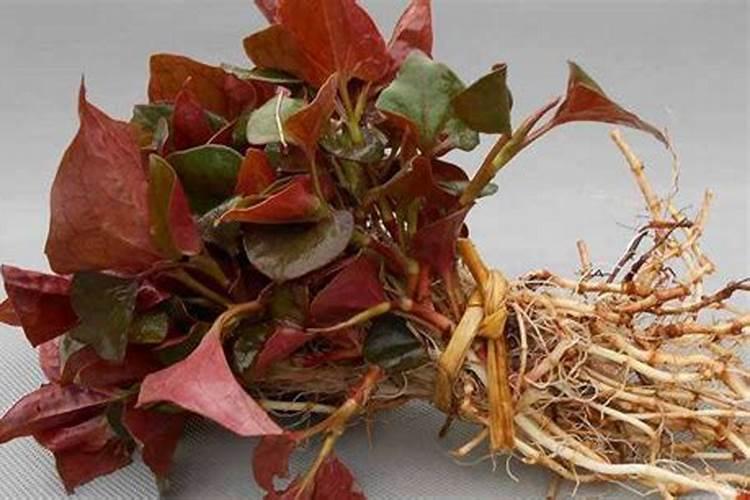 鱼腥草浇了化肥水怎么死掉了？