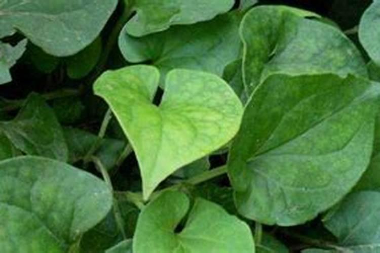 鱼腥草7月份种植可以吗？