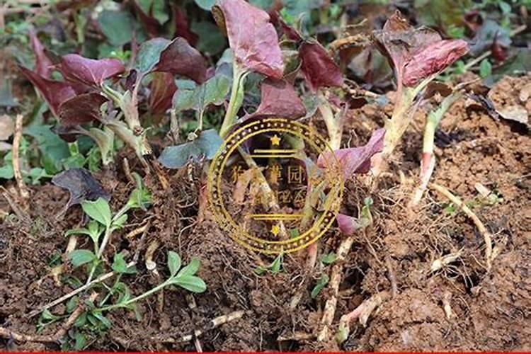 鱼腥草怎么盆栽