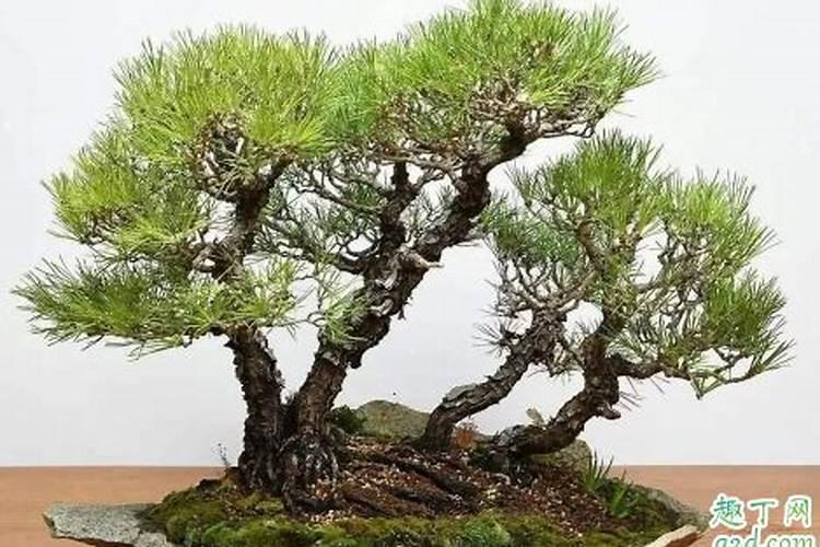 黑松用什么肥料最好 给黑松施肥哪些是要注意的