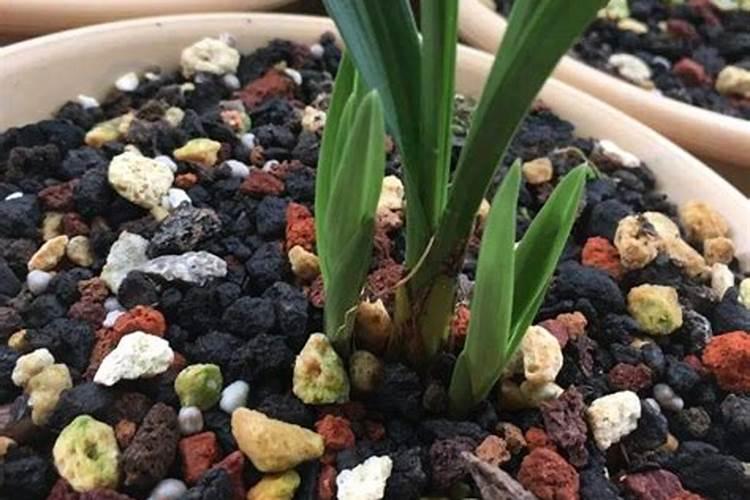 兰花土能长出肉来吗？