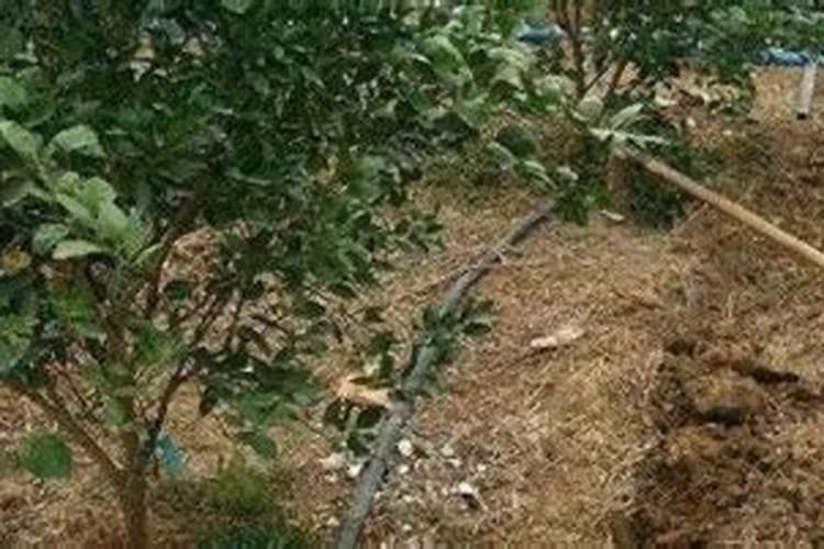 柑橘采收前如何浇水施肥 水肥管理措施是什么