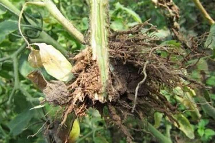 辣椒疫病还是根腐病？