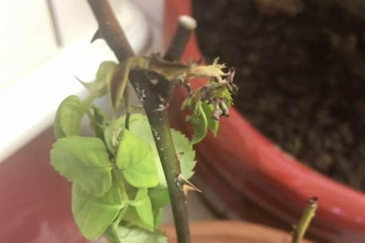 花上完肥料后叶子软了(花施肥后叶子枯萎了怎么办)