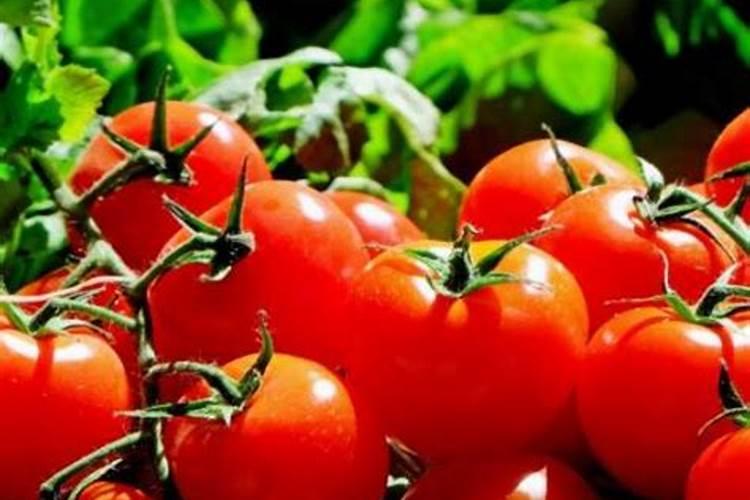 番茄盛果期几天打一次钙肥最好？