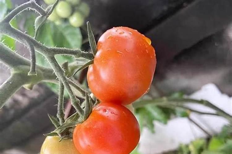 西红柿使用什么肥料最好？