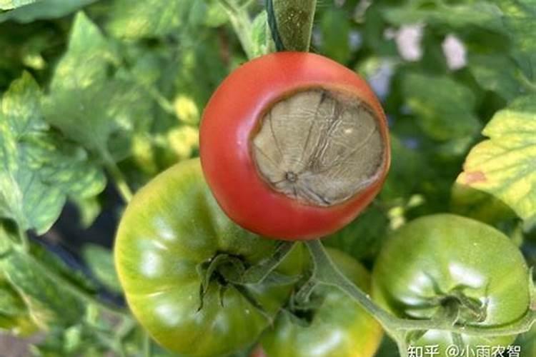 番茄生理性脐腐病是番茄种植的常见病害,番茄生理性脐腐病该怎么...