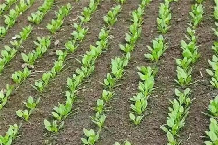 磷肥可以直接撒在地上吗